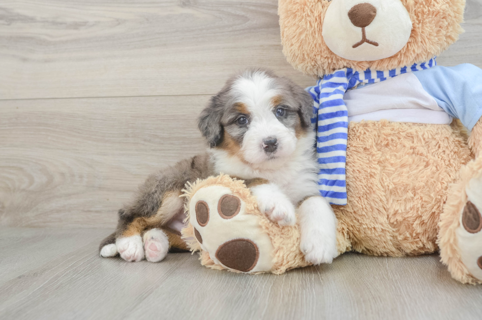 7 week old Mini Bernedoodle Puppy For Sale - Premier Pups