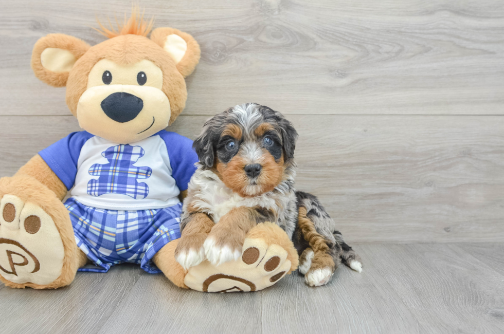 5 week old Mini Bernedoodle Puppy For Sale - Premier Pups