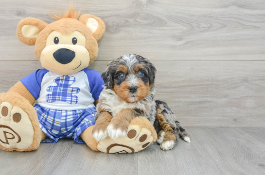 Best Mini Bernedoodle Baby