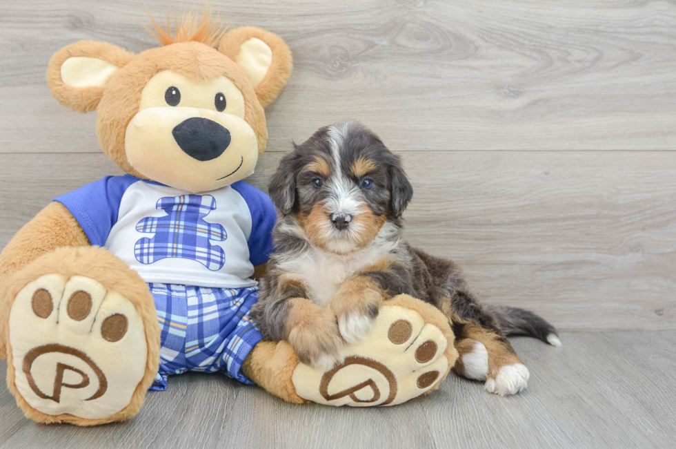 5 week old Mini Bernedoodle Puppy For Sale - Premier Pups