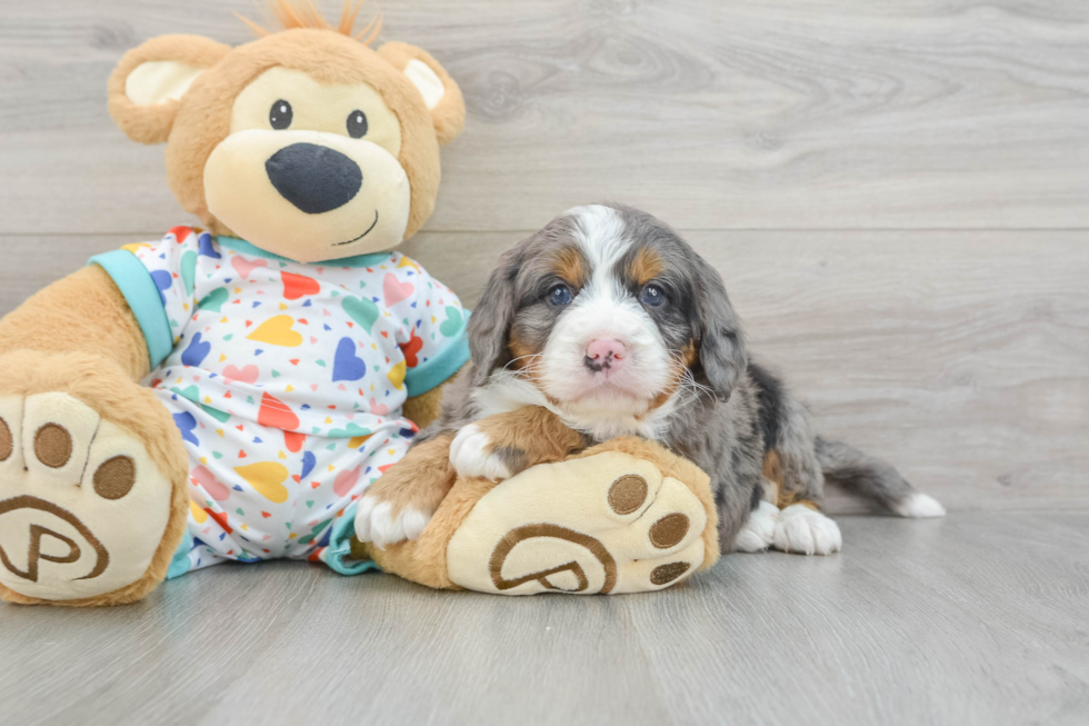 Happy Mini Bernedoodle Baby