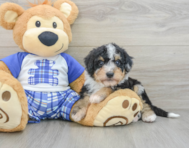 8 week old Mini Bernedoodle Puppy For Sale - Premier Pups