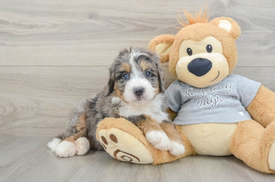 Best Mini Bernedoodle Baby