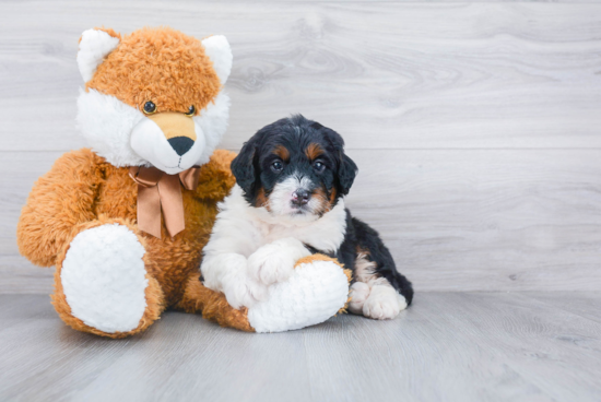 Hypoallergenic Mini Berniedoodle Poodle Mix Puppy