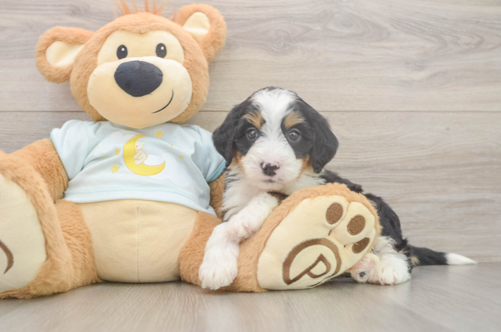 5 week old Mini Bernedoodle Puppy For Sale - Premier Pups