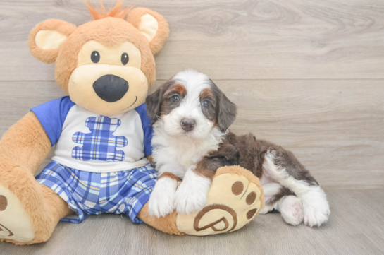 Funny Mini Bernedoodle Poodle Mix Pup
