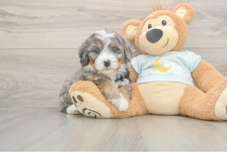 Mini Bernedoodle Pup Being Cute