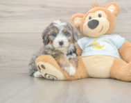 5 week old Mini Bernedoodle Puppy For Sale - Premier Pups