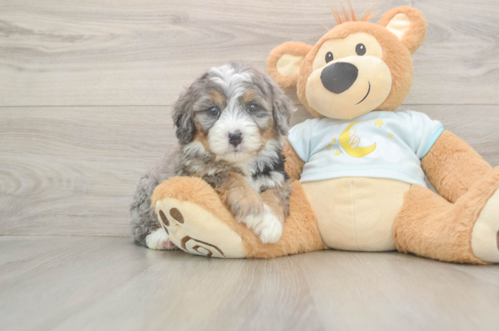 5 week old Mini Bernedoodle Puppy For Sale - Premier Pups
