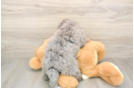 Petite Mini Bernedoodle Poodle Mix Pup