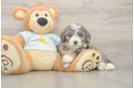 Mini Bernedoodle Pup Being Cute