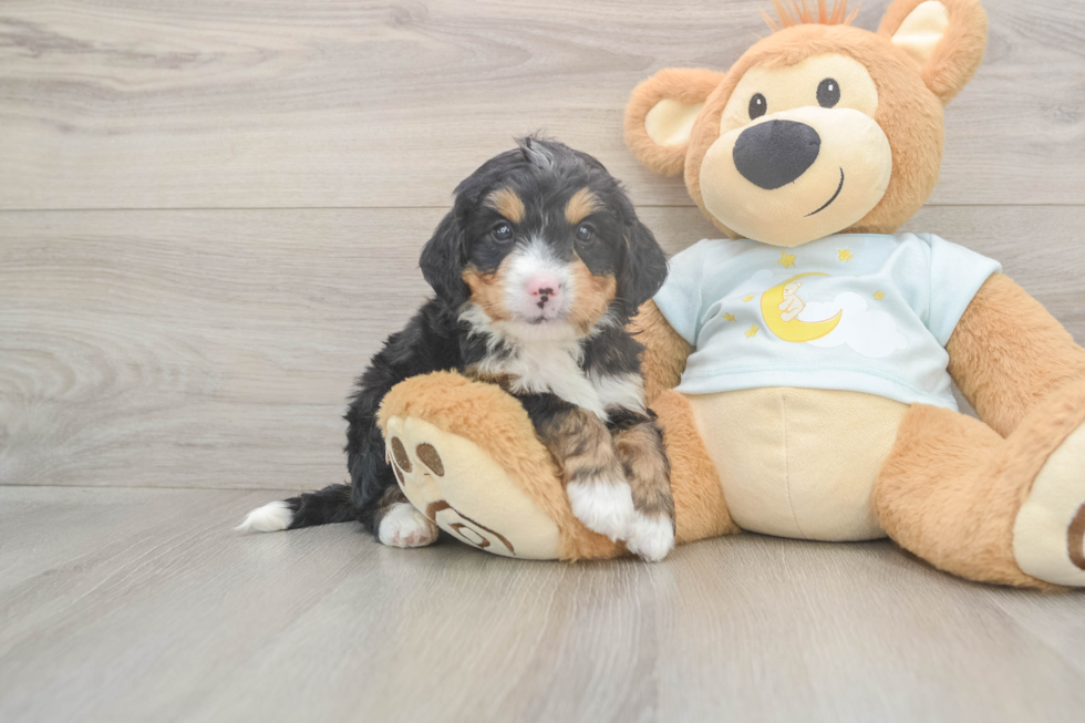 Best Mini Bernedoodle Baby