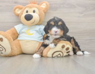 5 week old Mini Bernedoodle Puppy For Sale - Premier Pups