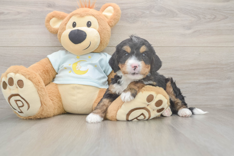 Energetic Mini Bernesepoo Poodle Mix Puppy