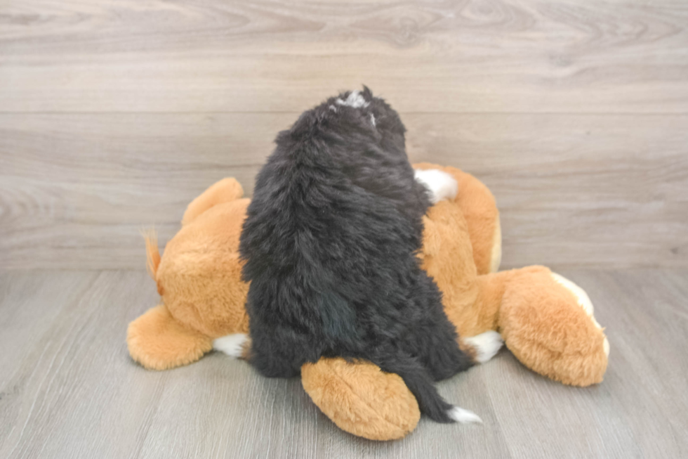 Energetic Mini Berniedoodle Poodle Mix Puppy