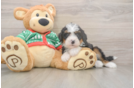 Mini Bernedoodle Puppy for Adoption