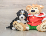 6 week old Mini Bernedoodle Puppy For Sale - Premier Pups