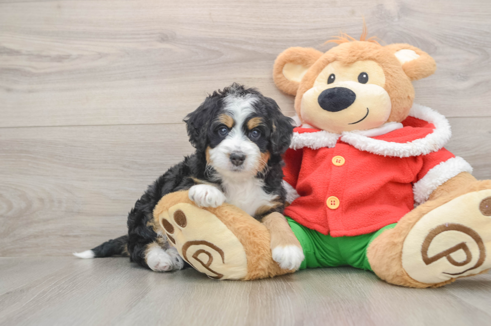 5 week old Mini Bernedoodle Puppy For Sale - Premier Pups