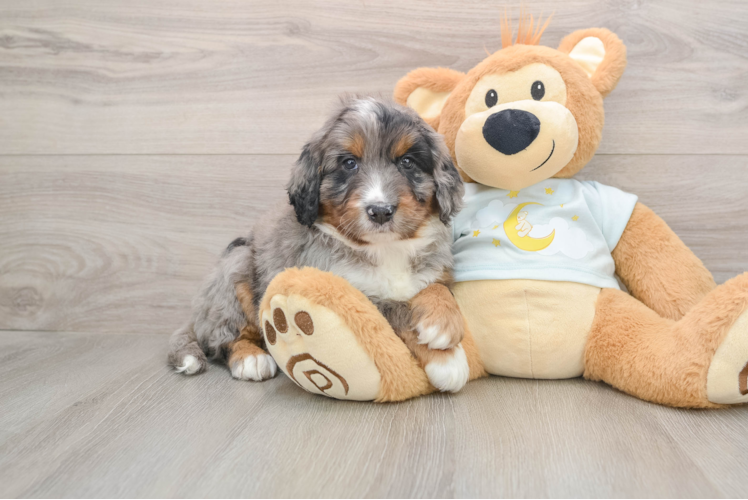 Mini Bernedoodle Puppy for Adoption