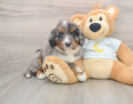 5 week old Mini Bernedoodle Puppy For Sale - Premier Pups