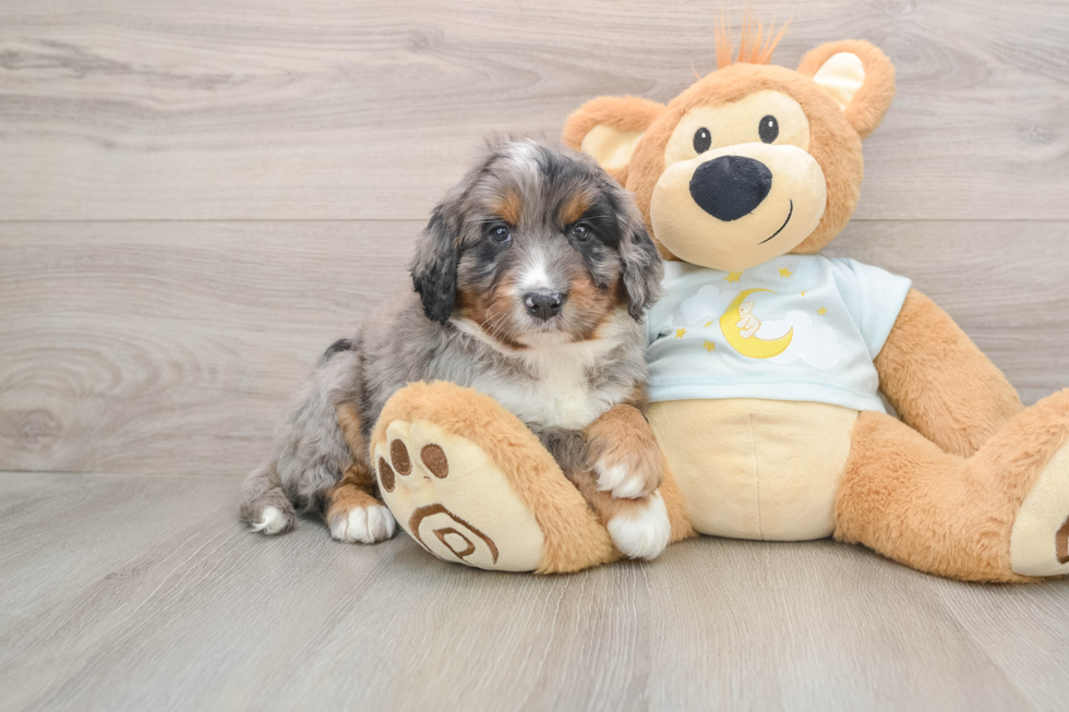 Mini Bernedoodle Puppy for Adoption