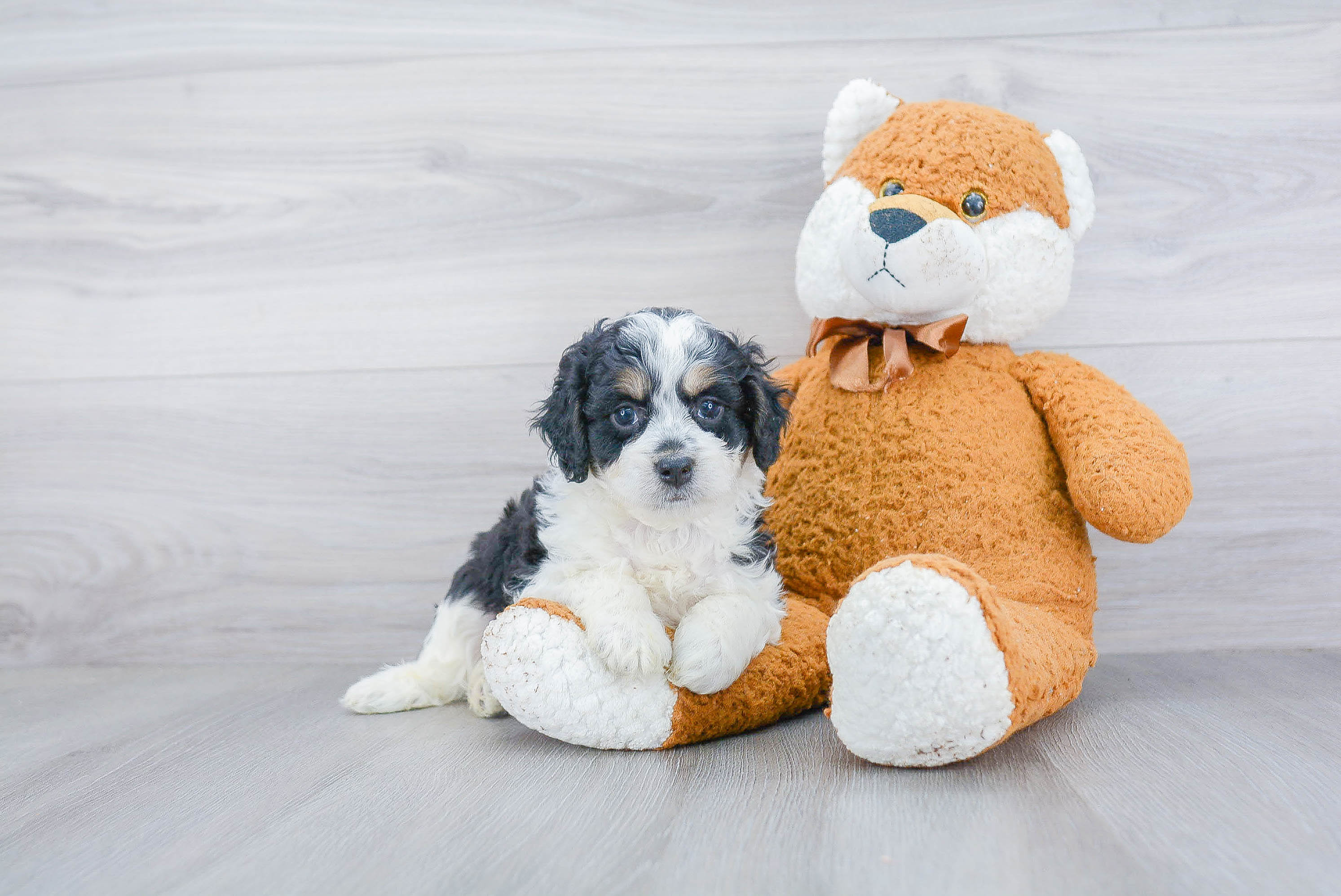 Best Mini Bernedoodle Baby