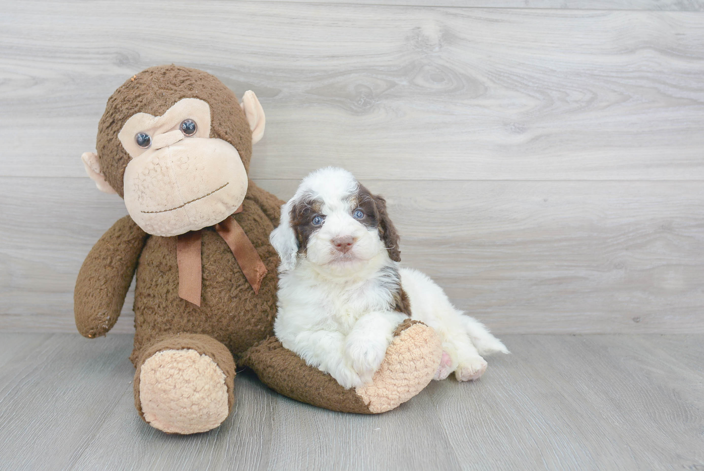 Adorable Mini Berniedoodle Poodle Mix Puppy