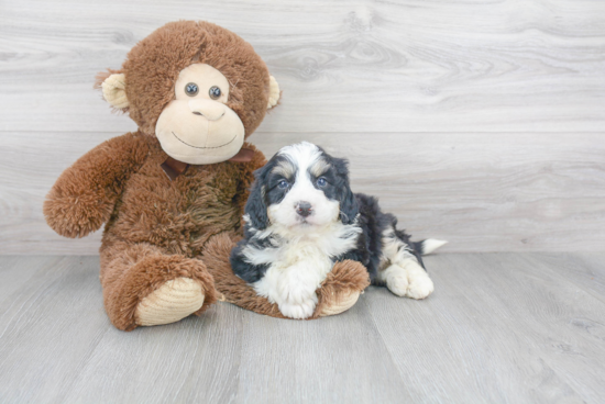 Fluffy Mini Bernedoodle Poodle Mix Pup