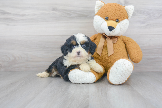 Best Mini Bernedoodle Baby