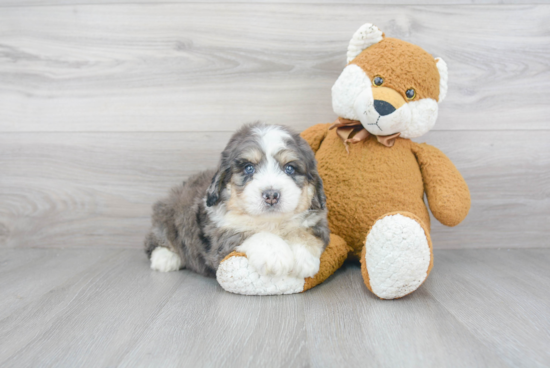 Mini Bernedoodle Puppy for Adoption