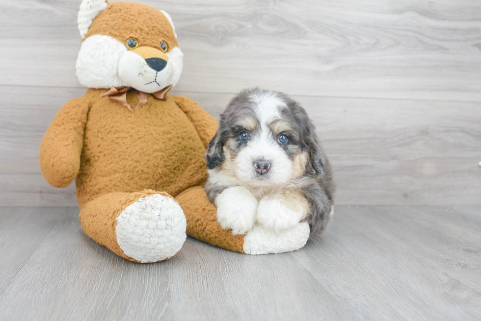 Mini Bernedoodle Pup Being Cute