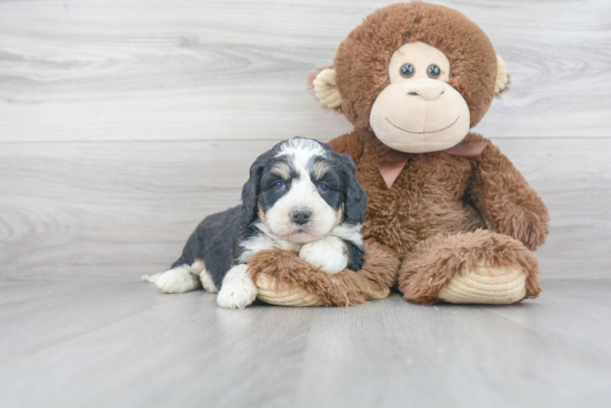 Mini Bernedoodle Pup Being Cute