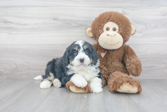 Best Mini Bernedoodle Baby