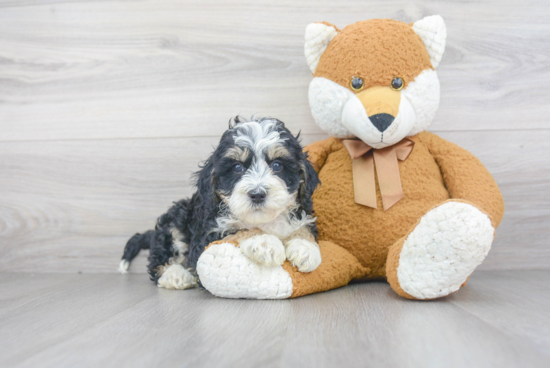 Fluffy Mini Bernedoodle Poodle Mix Pup