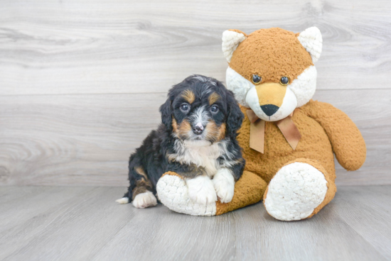 Mini Bernedoodle Puppy for Adoption