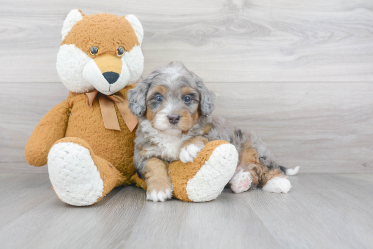 Mini Bernedoodle Puppy for Adoption