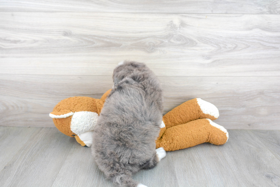 Mini Bernedoodle Pup Being Cute