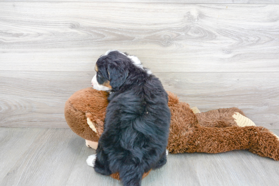 Little Bernadoodle Poodle Mix Puppy