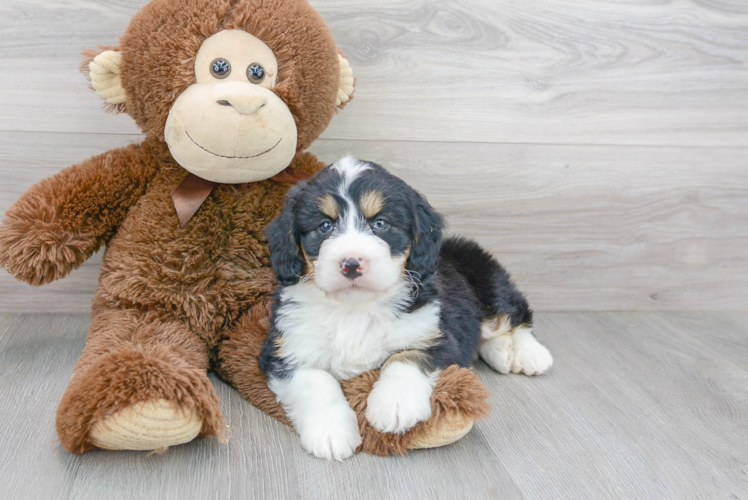 Mini Bernedoodle Pup Being Cute