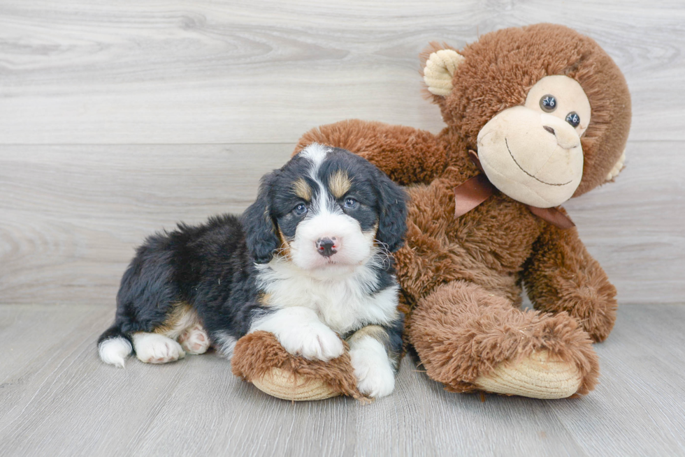 Mini Bernedoodle Puppy for Adoption