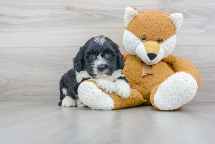 Best Mini Bernedoodle Baby