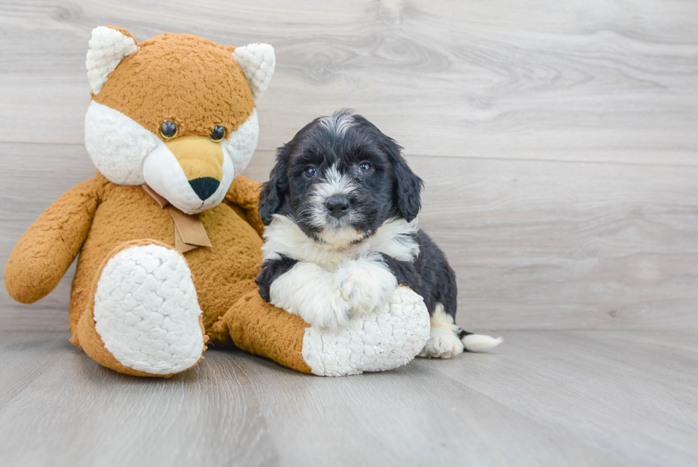 Sweet Mini Bernedoodle Baby