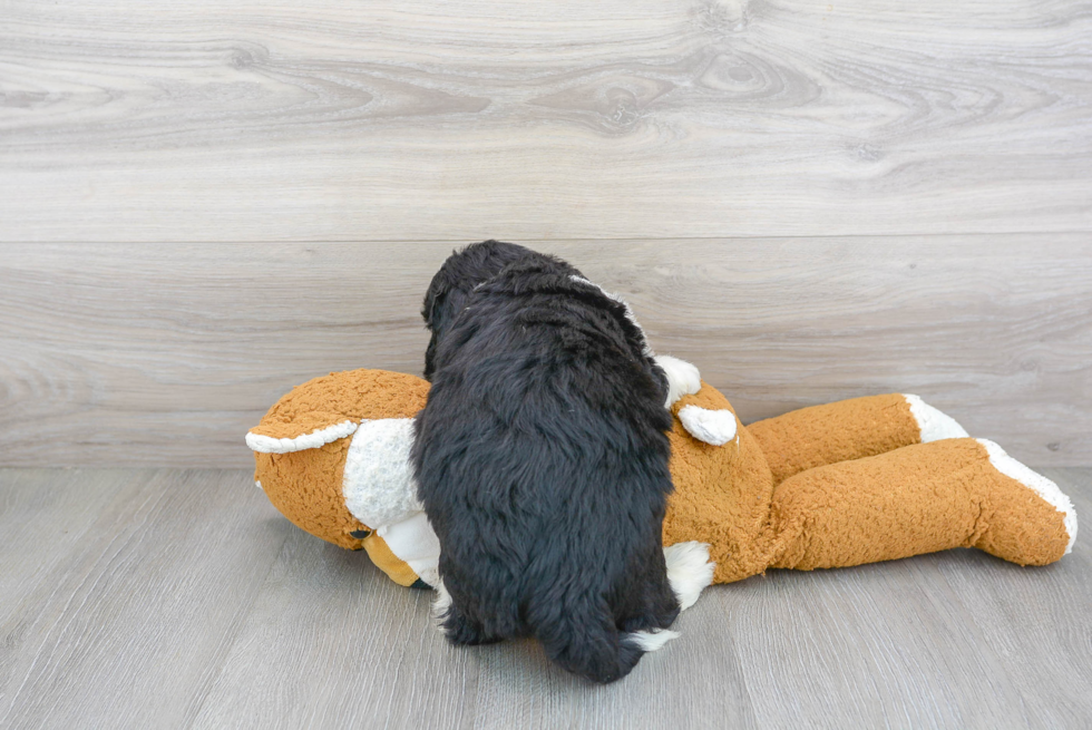 Mini Bernedoodle Pup Being Cute