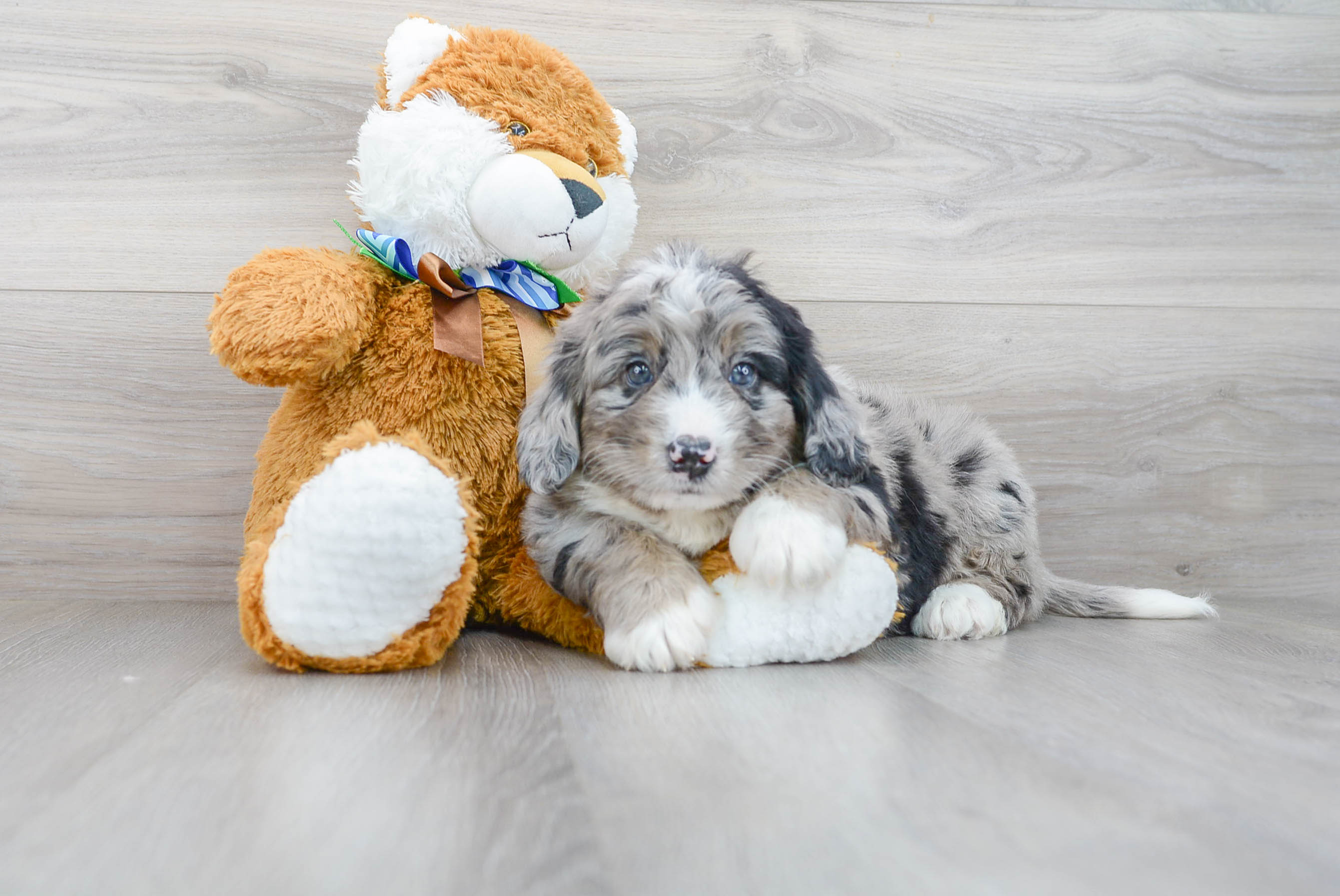 Mini Bernedoodle Puppy for Adoption