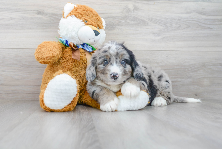 Mini Bernedoodle Puppy for Adoption