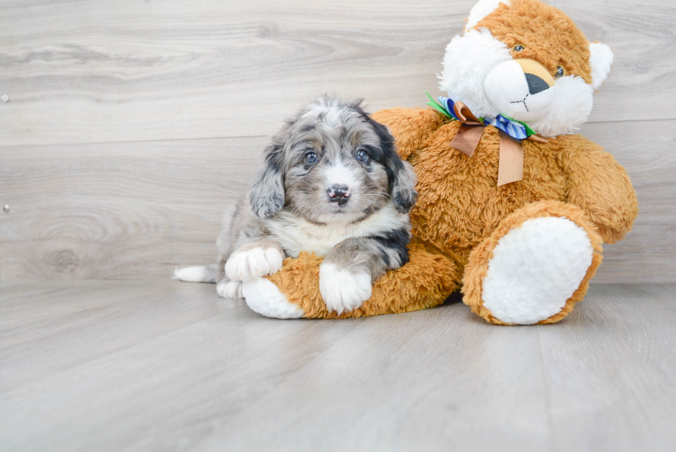 Mini Bernedoodle Pup Being Cute