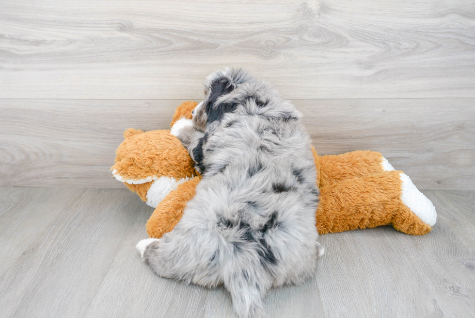 Small Mini Bernedoodle Baby