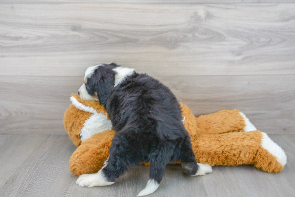 Mini Bernedoodle Puppy for Adoption