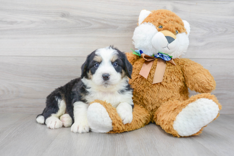 Playful Mini Berniedoodle Poodle Mix Puppy