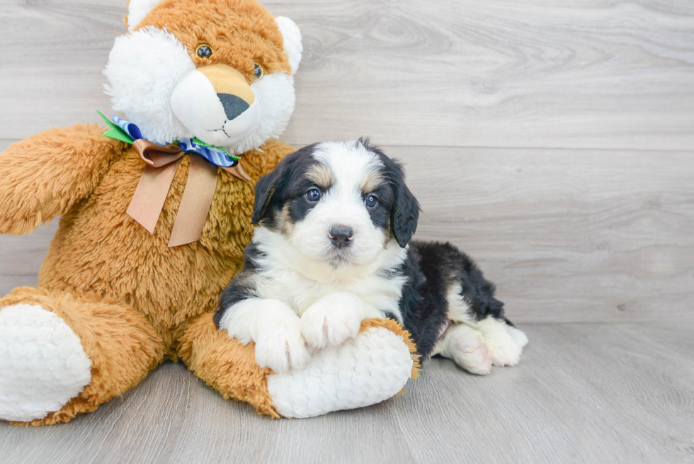 Mini Bernedoodle Pup Being Cute